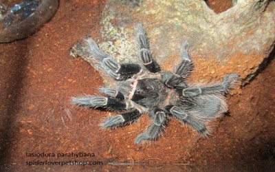 lasiodora parahybana female Juvie 12-130 cm  tarantula